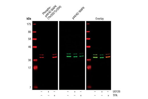 Western Blotting Image 3: Phospho-p44/42 MAPK (Erk1/2) (Thr202/Tyr204) (D13.14.4E) XP<sup>®</sup> Rabbit mAb