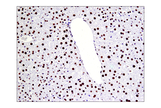 Immunohistochemistry Image 5: Phospho-ATF-2 (Thr71)/ATF-7 (Thr53) (E4A5G) XP<sup>®</sup> Rabbit mAb