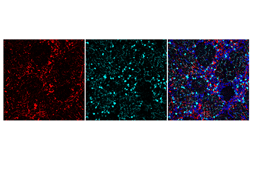 Immunofluorescence Image 1: Anti-mouse IgG (H+L), F(ab')<sub>2</sub> Fragment (Alexa Fluor® 647 Conjugate)