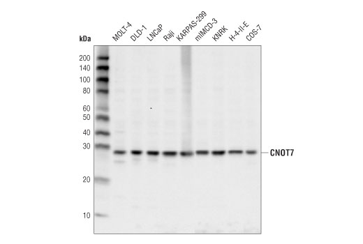 Western Blotting Image 1: CNOT7 (D3M6O) Rabbit mAb