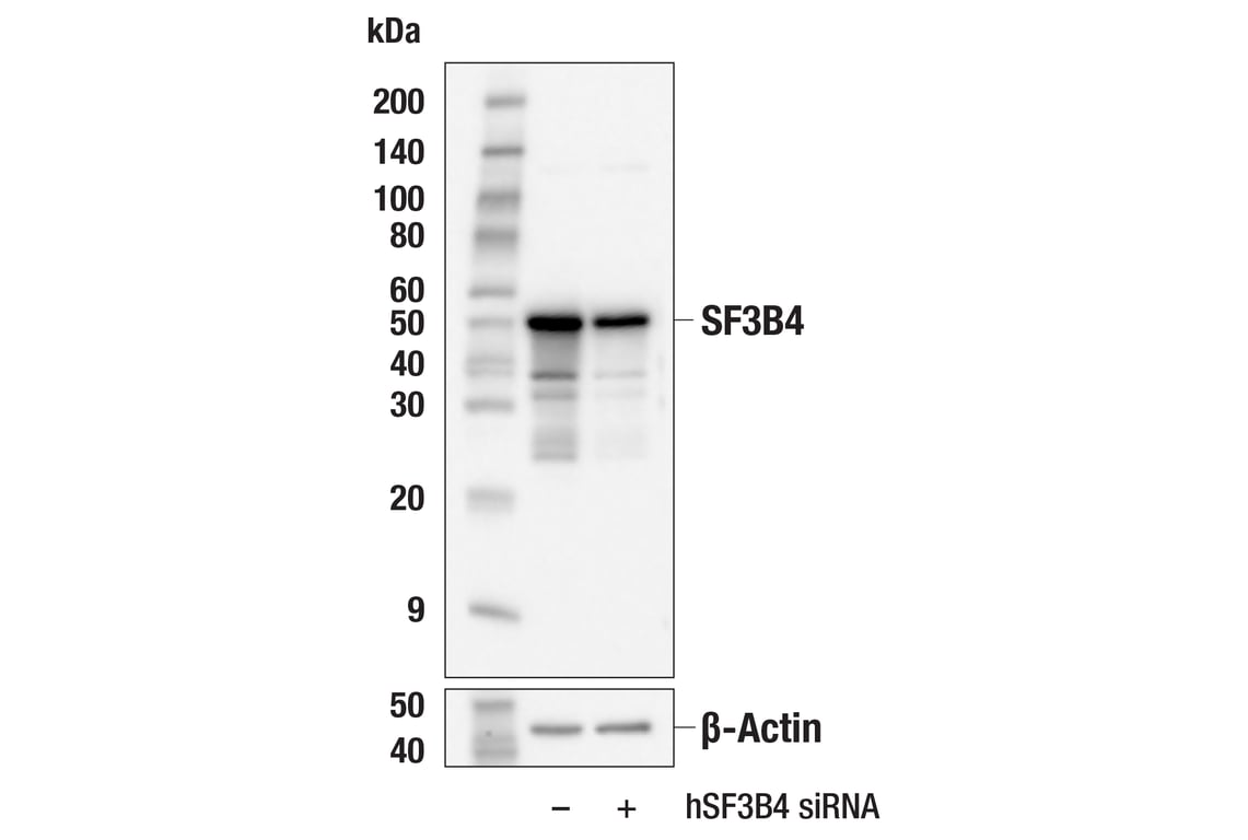 Western Blotting Image 2: SF3B4 (E7R4H) Rabbit mAb