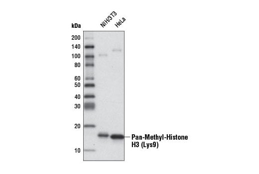 Western Blotting Image 1: Pan-Methyl-Histone H3 (Lys9) (D54) XP<sup>®</sup> Rabbit mAb (HRP Conjugate)