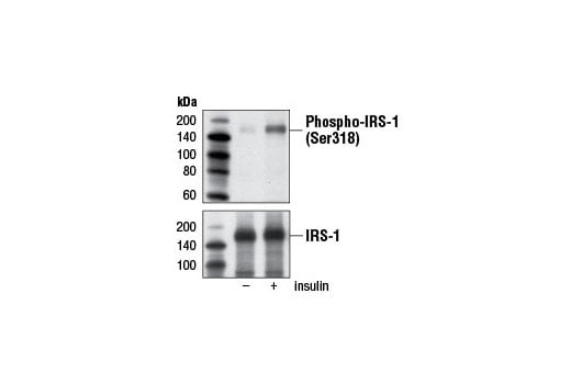 Western Blotting Image 1: Phospho-IRS-1 (Ser318) (D51C3) Rabbit mAb