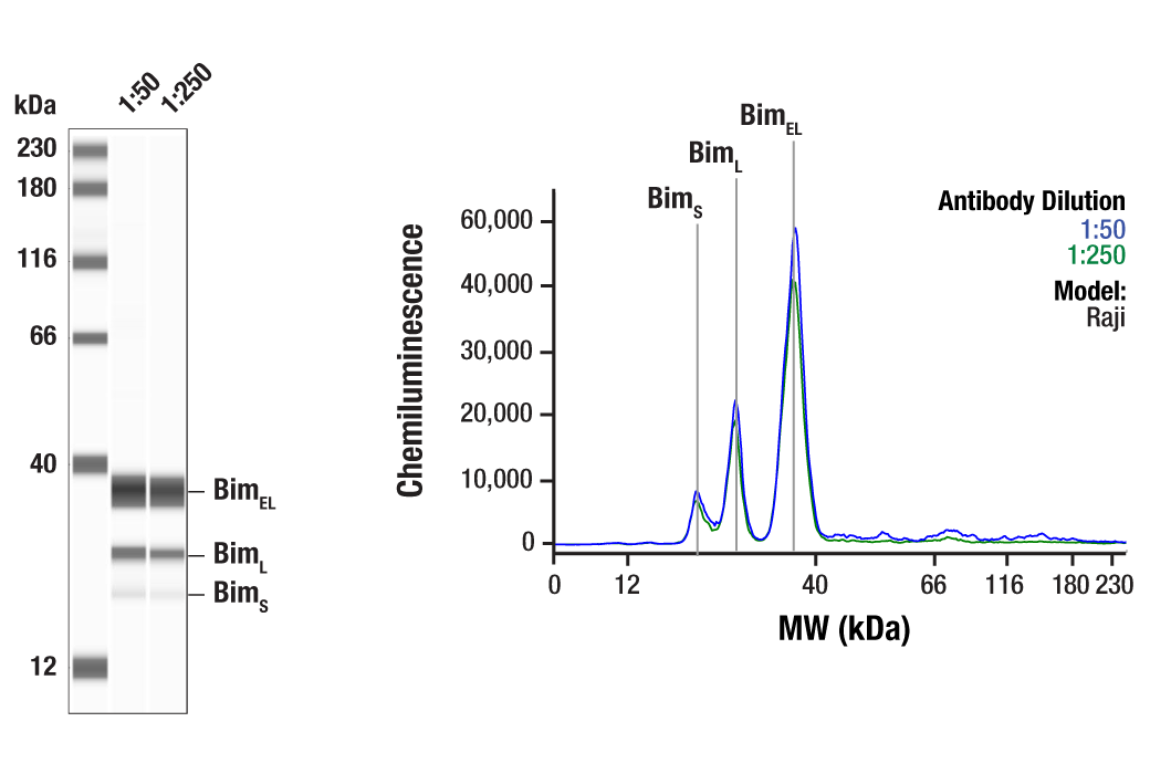 undefined Image 33: Pro-Apoptosis Bcl-2 Family Antibody Sampler Kit II