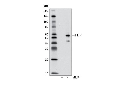 Western Blotting Image 2: FLIP (D16A8) Rabbit mAb