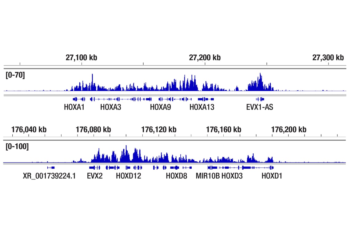 CUT & Tag Image 2: Ubiquityl-Histone H2A (Lys119) (D27C4) XP<sup>®</sup> Rabbit mAb