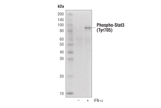 Western Blotting Image 1: Phospho-Stat3 (Tyr705) (D3A7) XP<sup>®</sup> Rabbit mAb (HRP Conjugate)