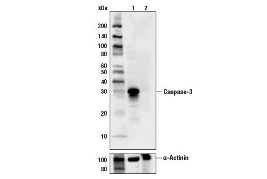 Western Blotting Image 2: Caspase-3 (D3R6Y) Rabbit mAb