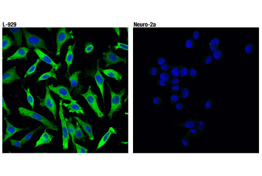 undefined Image 30: Mouse Reactive PANoptosis Antibody Sampler Kit
