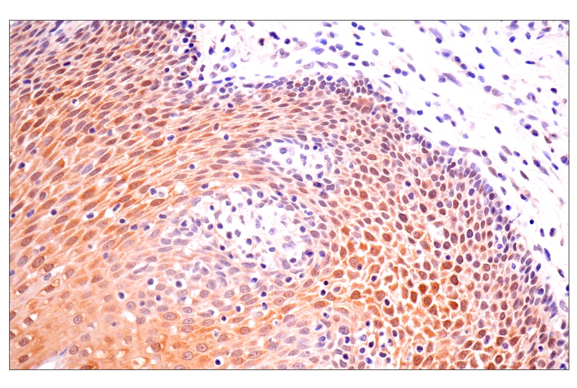 Immunohistochemistry Image 9: ACBP/DBI (E6K8G) XP<sup>®</sup> Rabbit mAb