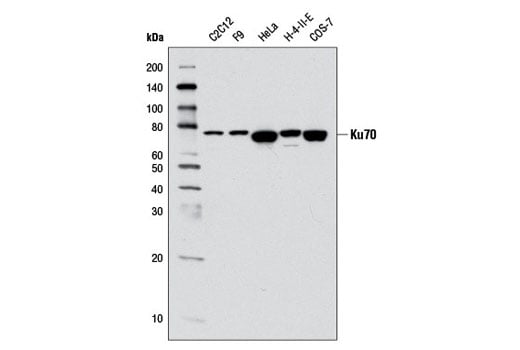 undefined Image 6: Non-Homologous End Joining (NHEJ) DNA Repair Antibody Sampler Kit