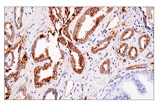 Immunohistochemistry Image 6: APP (E8B3O) XP<sup>®</sup> Rabbit mAb