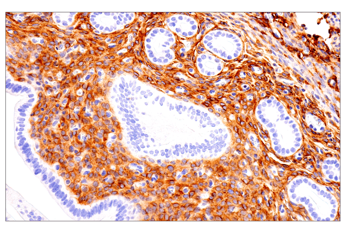 Immunohistochemistry Image 18: p75NTR (E7I3M) Rabbit mAb