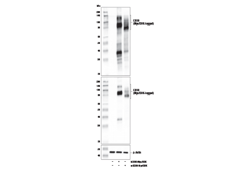 Western Blotting Image 2: TNFRSF8/CD30 (E4L4I) XP<sup>®</sup> Rabbit mAb