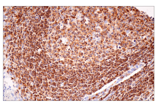 Immunohistochemistry Image 7: SLAMF6/CD352 (E3H1E) XP<sup>®</sup> Rabbit mAb (BSA and Azide Free)