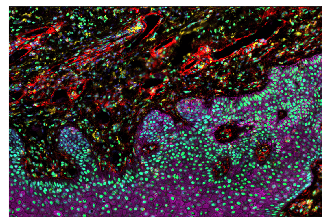 Immunohistochemistry Image 7: Phospho-CREB (Ser133) (87G3) & CO-0125-488 SignalStar<sup>™</sup> Oligo-Antibody Pair