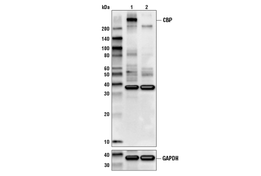 Western Blotting Image 1: CBP (D6C5) Rabbit mAb