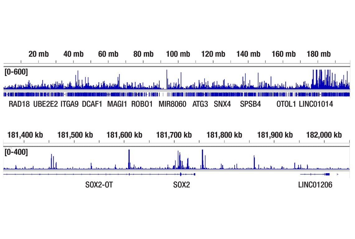 CUT & Tag Image 2: SMARCC1/BAF155 (D7F8S) Rabbit mAb