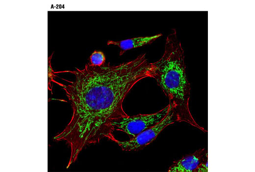 Immunofluorescence Image 1: HSP60 (D6F1) XP<sup>®</sup> Rabbit mAb (BSA and Azide Free)