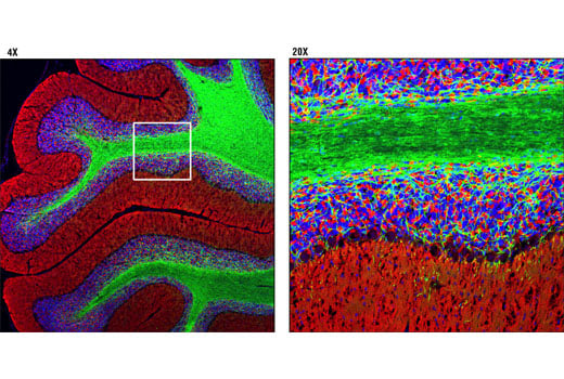 Immunofluorescence Image 1: CNPase (D83E10) XP<sup>®</sup> Rabbit mAb (BSA and Azide Free)