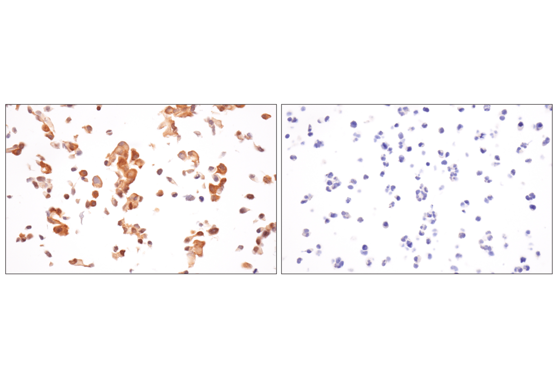 Immunohistochemistry Image 9: TRIM21 (D1O1D) Rabbit mAb
