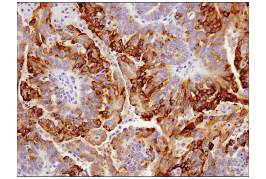 Immunohistochemistry Image 4: GAS6 (D3A3G) Rabbit mAb (BSA and Azide Free)