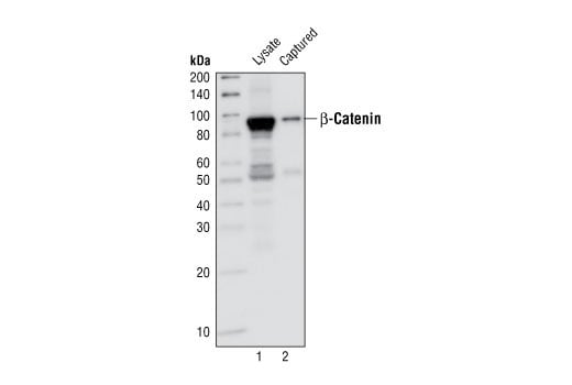 ELISA Image 3: PathScan<sup>®</sup> Total β-Catenin Sandwich ELISA Kit