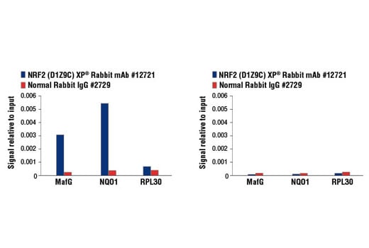 Chromatin Immunoprecipitation Image 3: NRF2 (D1Z9C) XP<sup>®</sup> Rabbit mAb