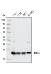 Western Blotting Image 1: eIF4E (C46H6) Rabbit mAb (BSA and Azide Free)