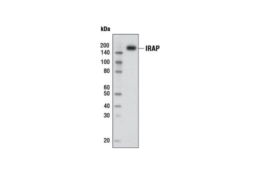 Western Blotting Image 1: IRAP (D7C5) XP<sup>®</sup> Rabbit mAb