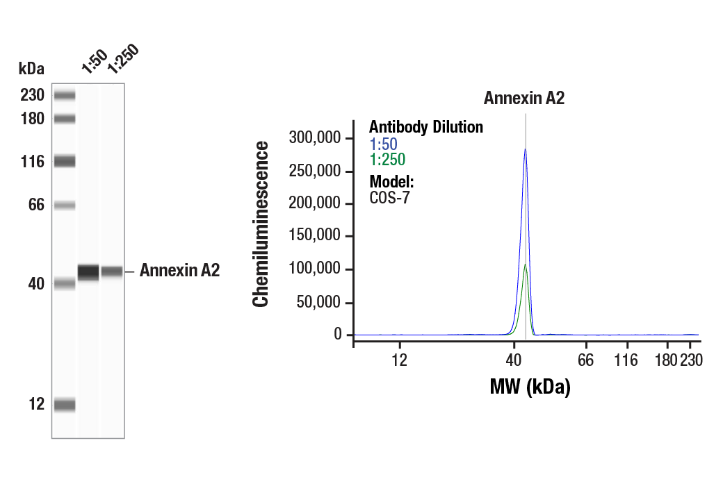 Western Blotting Image 1: Annexin A2 (D11G2) Rabbit mAb