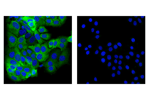 undefined Image 5: PhosphoPlus <sup>®</sup> GCN2 (Thr899) Antibody Duet