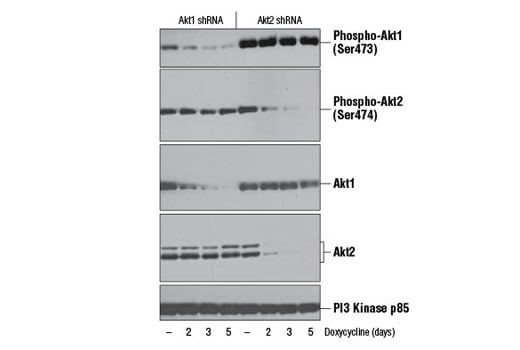undefined Image 32: Phospho-Akt Isoform Antibody Sampler Kit