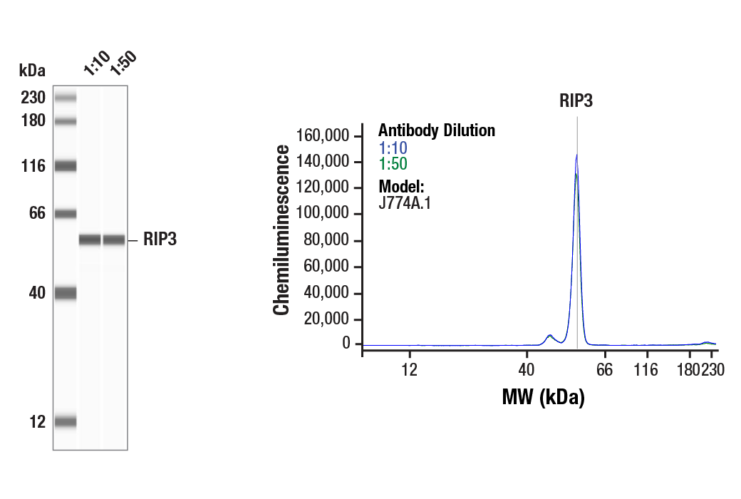 undefined Image 34: Mouse Reactive PANoptosis Antibody Sampler Kit