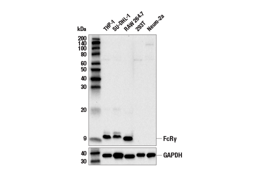 Western Blotting Image 1: FcRγ (E6Y1A) Rabbit mAb (BSA and Azide Free)
