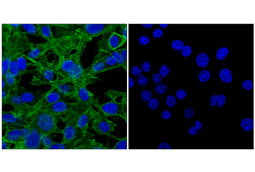Immunofluorescence Image 1: CD34 (E2J1K) Rabbit mAb (BSA and Azide Free)