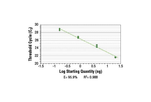 Chromatin Immunoprecipitation Image 2: SimpleChIP<sup>®</sup> Mouse HoxA1 Promoter Primers