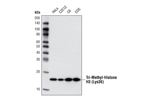 Western Blotting Image 1: Tri-Methyl-Histone H3 (Lys36) (D5A7) XP<sup>®</sup> Rabbit mAb