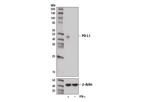 Western Blotting Image 2: PD-L1 (E1L3N<sup>®</sup>) XP<sup>®</sup> Rabbit mAb