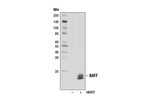 Western Blotting Image 2: BATF (D7C5) Rabbit mAb