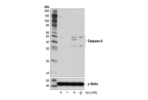 Western Blotting Image 1: Caspase-5 (D3G4W) Rabbit mAb