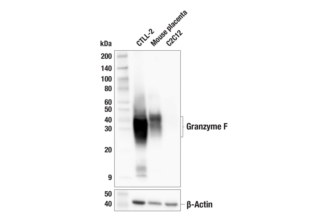 Western Blotting Image 1: Granzyme F (E2U7L) Rabbit mAb (BSA and Azide Free)