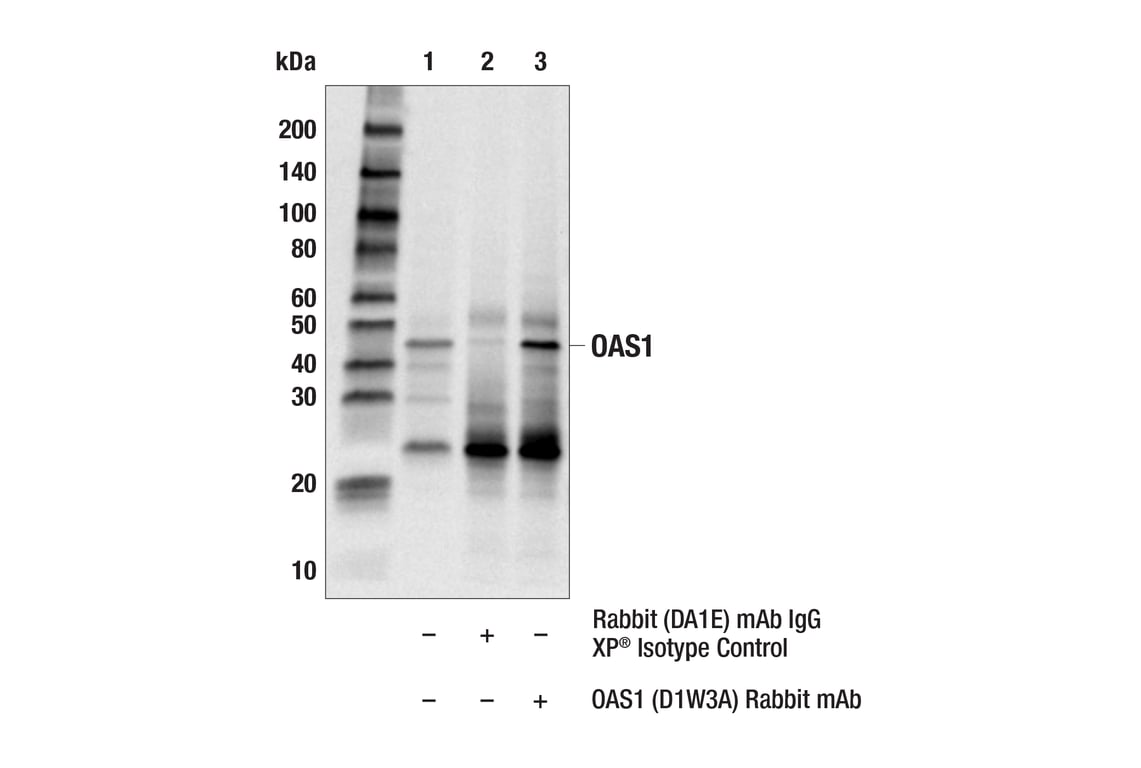 undefined Image 22: Host Cell Viral Restriction Factor Antibody Sampler Kit