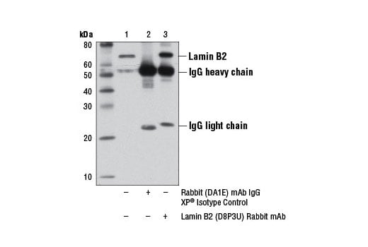 undefined Image 11: YAP/TAZ Transcriptional Targets Antibody Sampler Kit