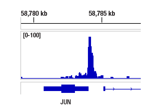 Chromatin Immunoprecipitation Image 1: ATF-2 (D4L2X) XP<sup>®</sup> Rabbit mAb