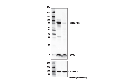 MLN4924 (Pevonedistat): Image 1