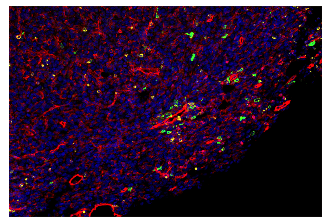 Immunohistochemistry Image 1: IL-2Rα/CD25 (E9W2J) & CO-0074-488 SignalStar<sup>™</sup> Oligo-Antibody Pair