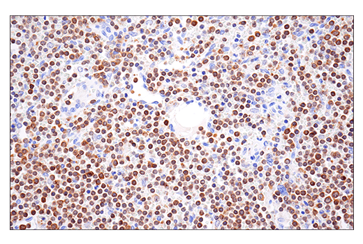 Immunohistochemistry Image 5: HPK1 (E1C3L) Rabbit mAb (BSA and Azide Free)