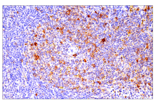 Immunohistochemistry Image 2: ICOS (E5F7E) Rabbit mAb (BSA and Azide Free)