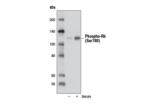 Western Blotting Image 1: Phospho-Rb (Ser780) (D59B7) Rabbit mAb (BSA and Azide Free)